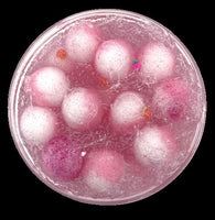 Clear, Pompom Slime, Strawberry Shortcake Squish