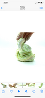 slimes
